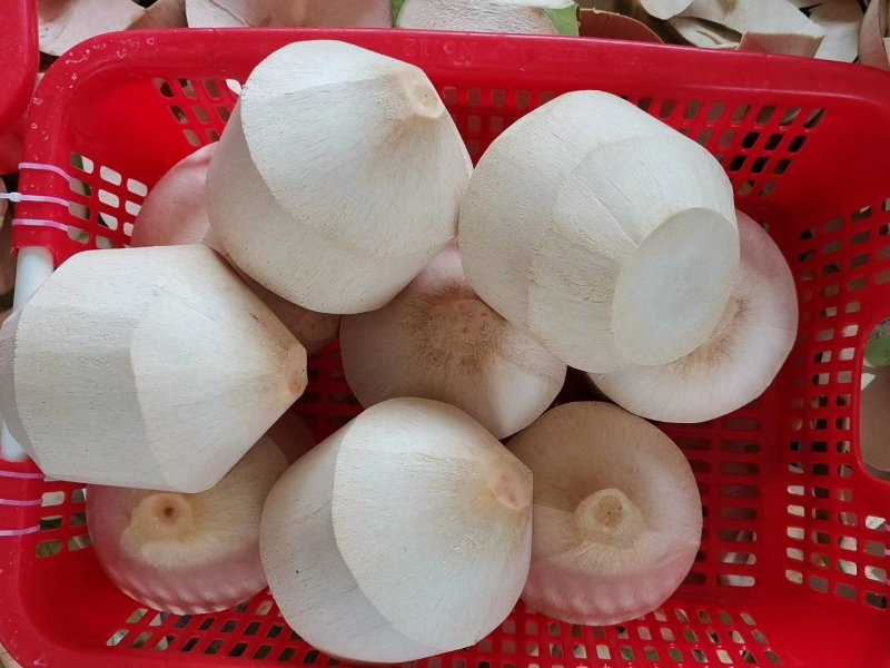 海南特产椰青批发产地直销现厂加工