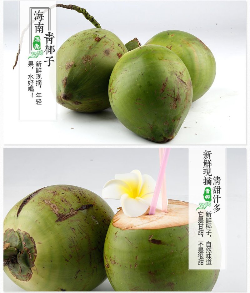 海南特产椰青批发产地直销现厂加工