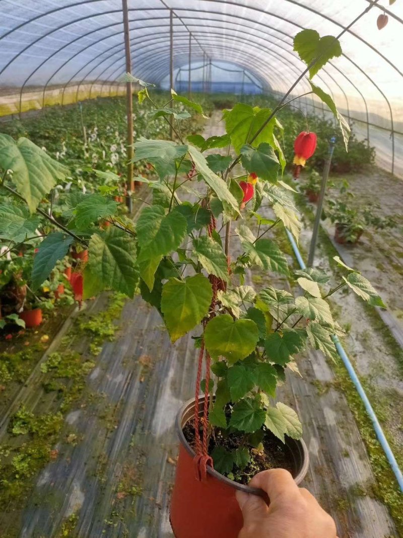 灯笼花，灯笼花大杯苗，灯笼花工程苗价格多少