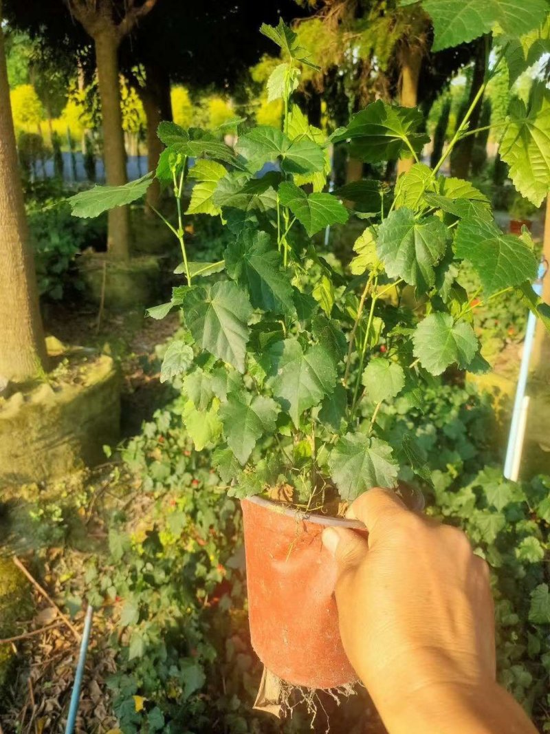 灯笼花，灯笼花大杯苗，灯笼花工程苗价格多少