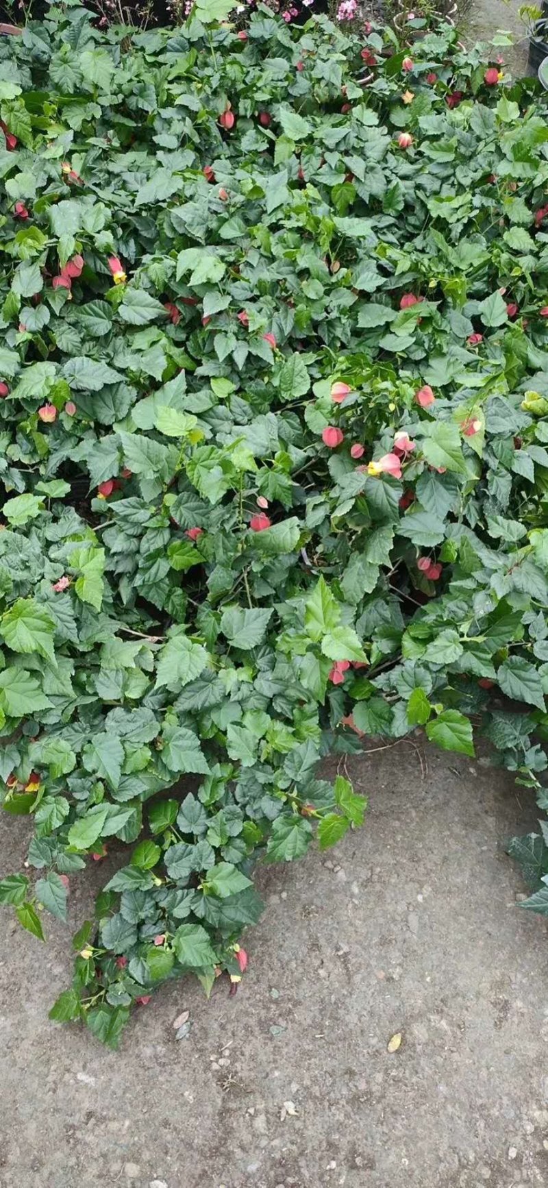 灯笼花，灯笼花大杯苗，灯笼花工程苗价格多少
