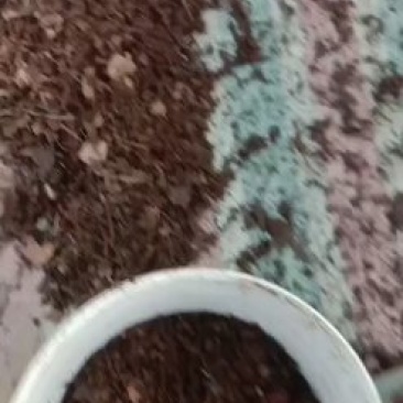 蚯蚓