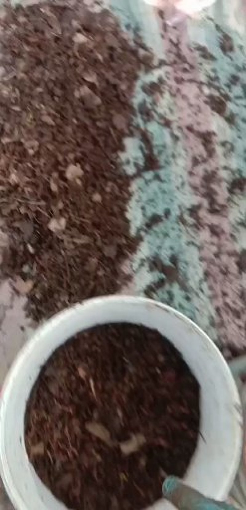 蚯蚓
