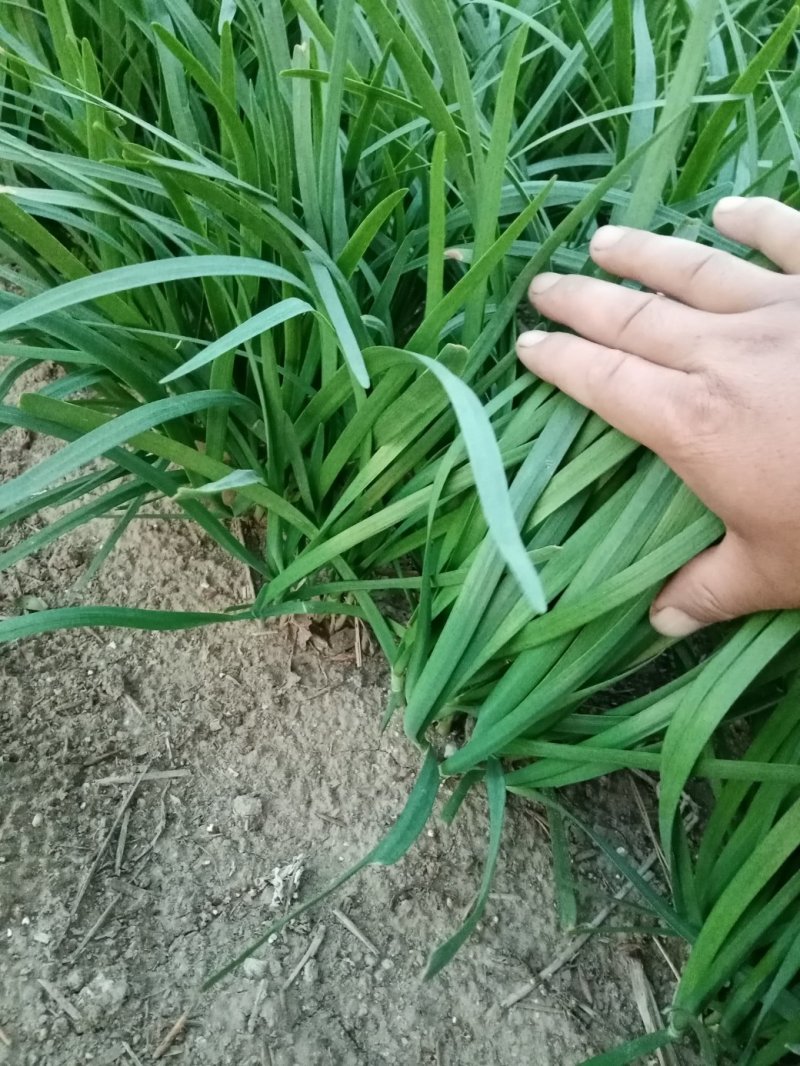 河北香河万亩韮菜基地