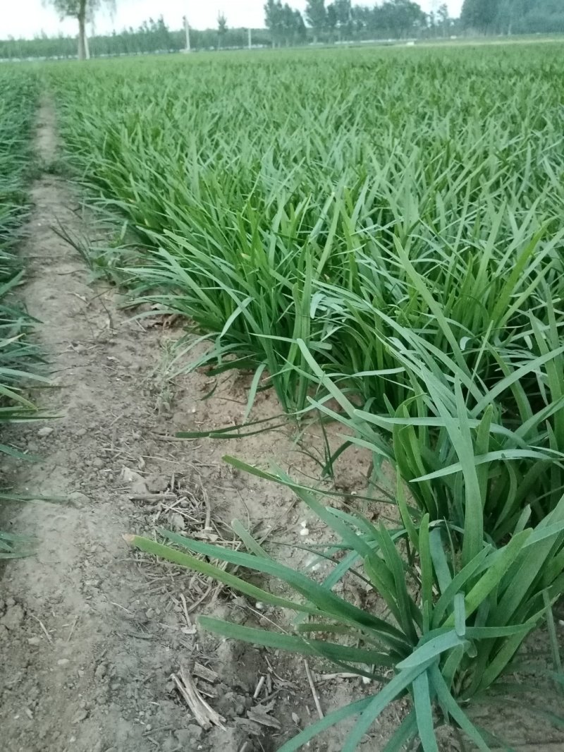 河北香河万亩韮菜基地