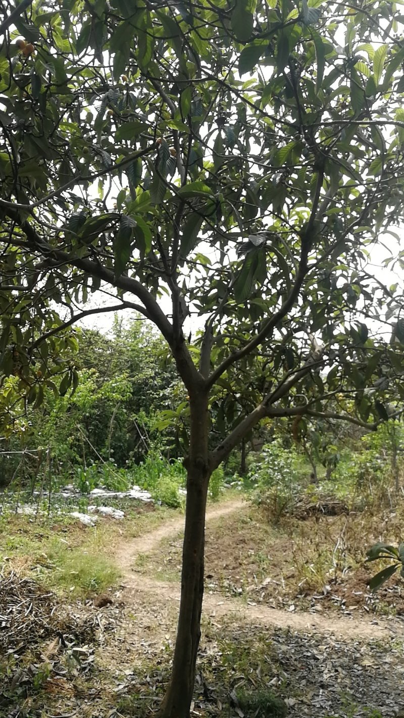 乔灌木枇杷树、风景树批发