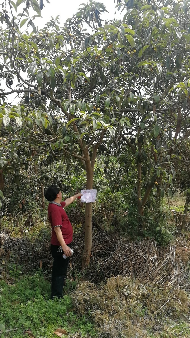 乔灌木枇杷树、风景树批发