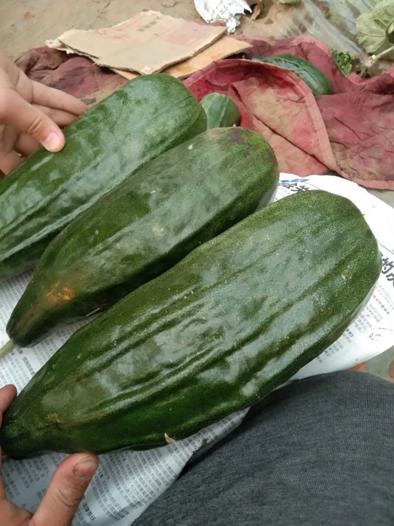 甜瓜口感好质量保证精品