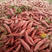 六鳌地瓜纯沙地种植红蜜薯西瓜红红薯