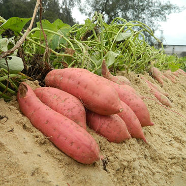 六鳌地瓜纯沙地种植红蜜薯西瓜红红薯