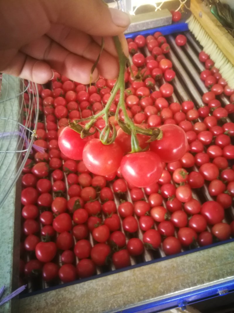 精品贝贝//精品千禧/大棚圣女果，欢迎合作，可做供货商