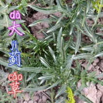 贵州毕节古夜郎大山野生药材大薊根野生全草入药下单现采