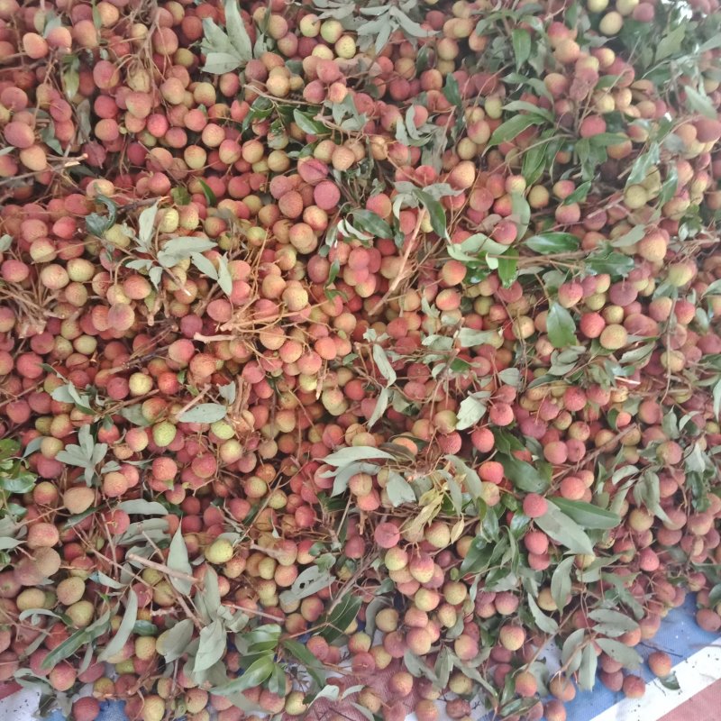 荔枝妃子笑，白糖罂，桂味，双肩玉荷苞
