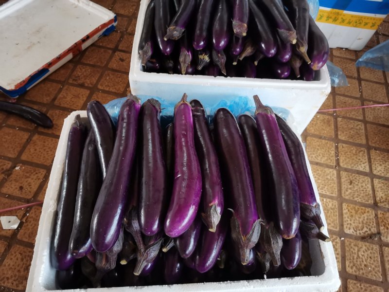 长茄子紫色茄子冬季露天季节蔬菜大量上市