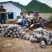 菌棒基地直发欢迎采购欢迎采购欢迎
