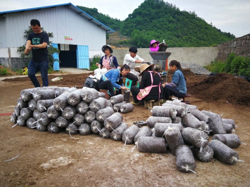 菌棒基地直发欢迎采购欢迎采购欢迎
