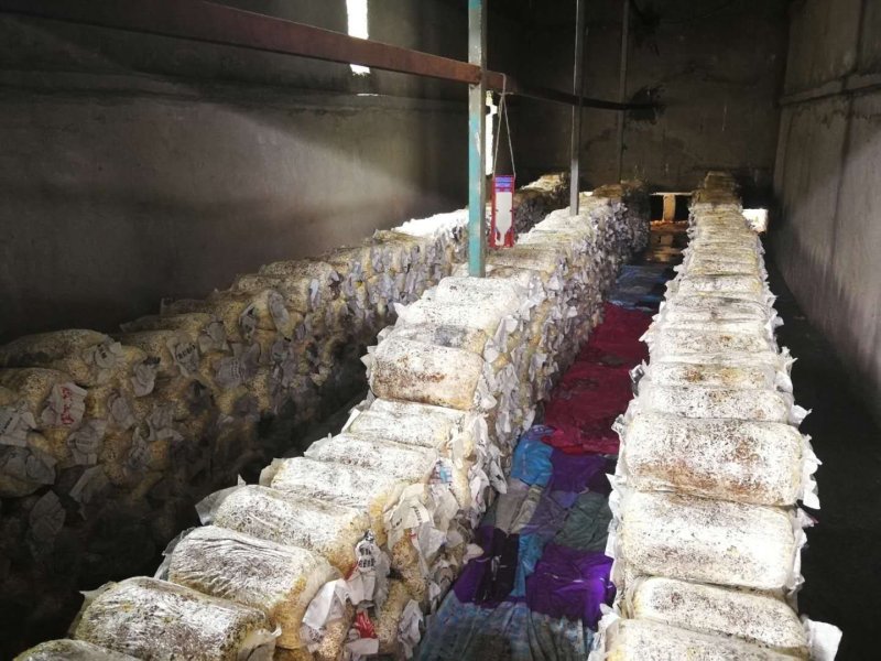 菌棒基地直发欢迎采购欢迎采购欢迎