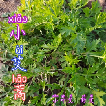 贵州毕节古夜郎大地野生药材小叶艾野艾小艾草