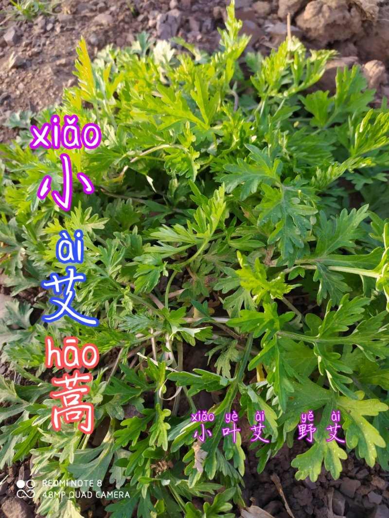 贵州毕节古夜郎大地野生药材小叶艾野艾小艾草