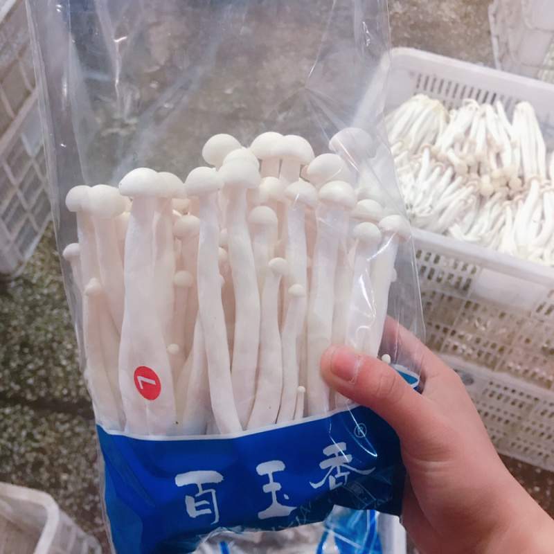海鲜菇鲜菇
