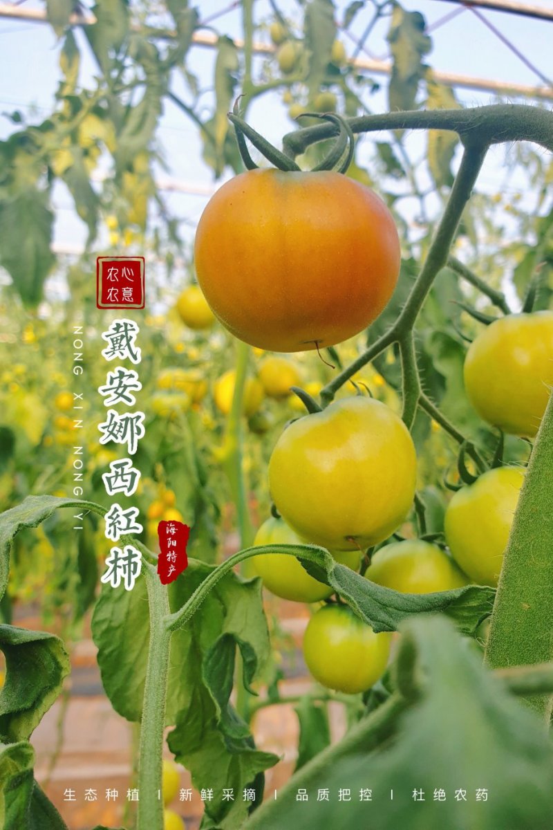 山东省海阳市海阳戴安娜西红柿