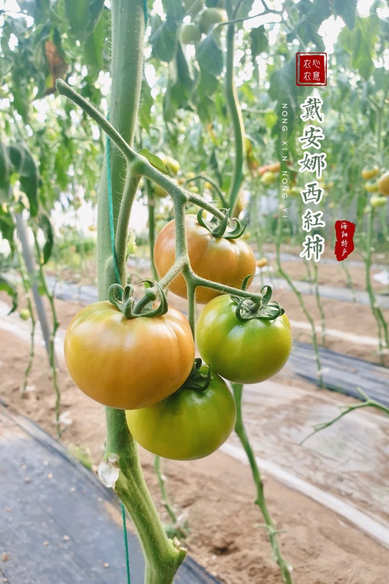山东省海阳市海阳戴安娜西红柿