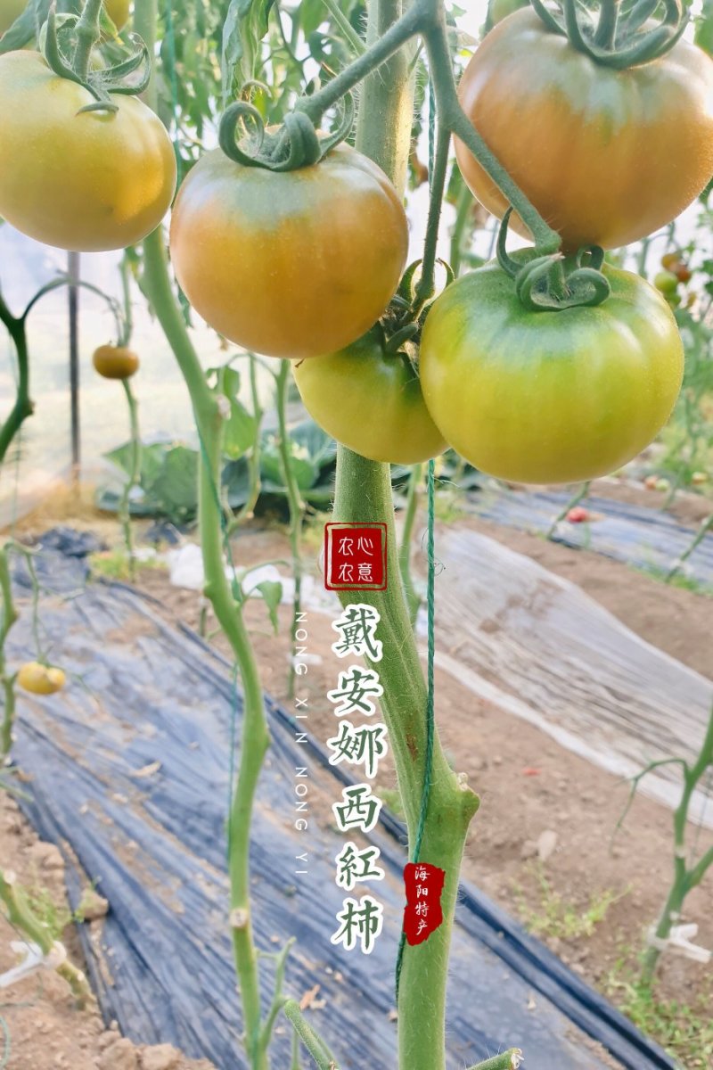 山东省海阳市海阳戴安娜西红柿