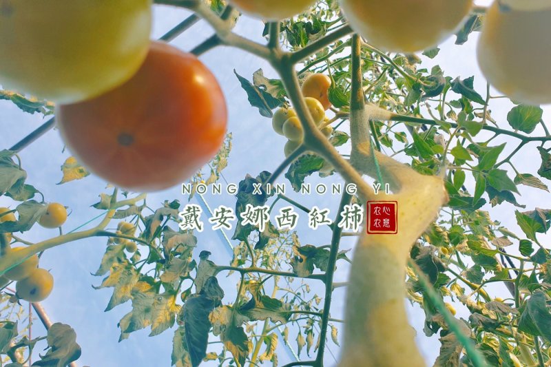 山东省海阳市海阳戴安娜西红柿
