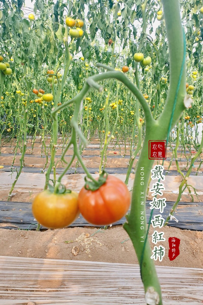 山东省海阳市海阳戴安娜西红柿