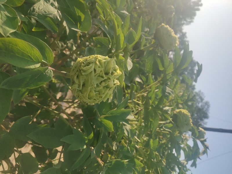 牡丹，百年汉牡丹，量大从优，，，，，，，，，，，，，，，