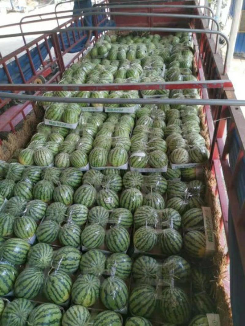 西瓜品种冰川美都中早熟中心含糖13度口感好不易裂果耐贮运