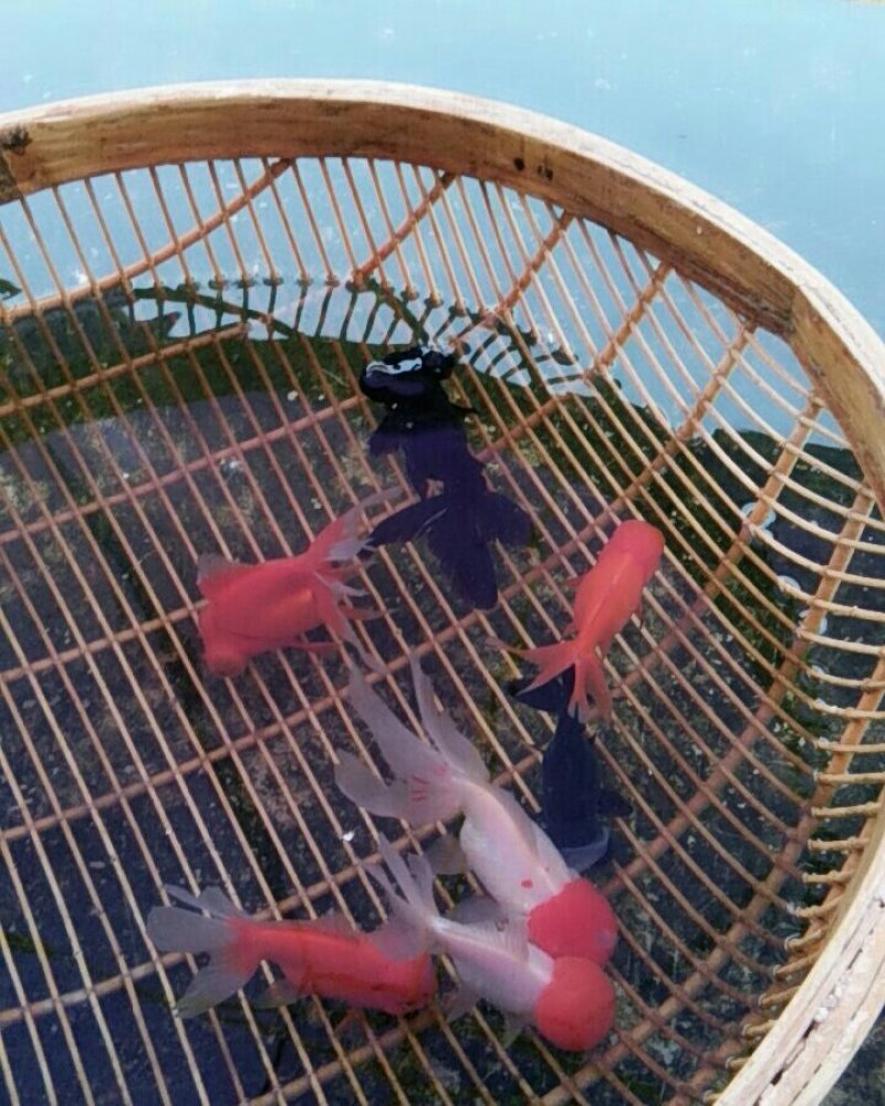 直播专拍