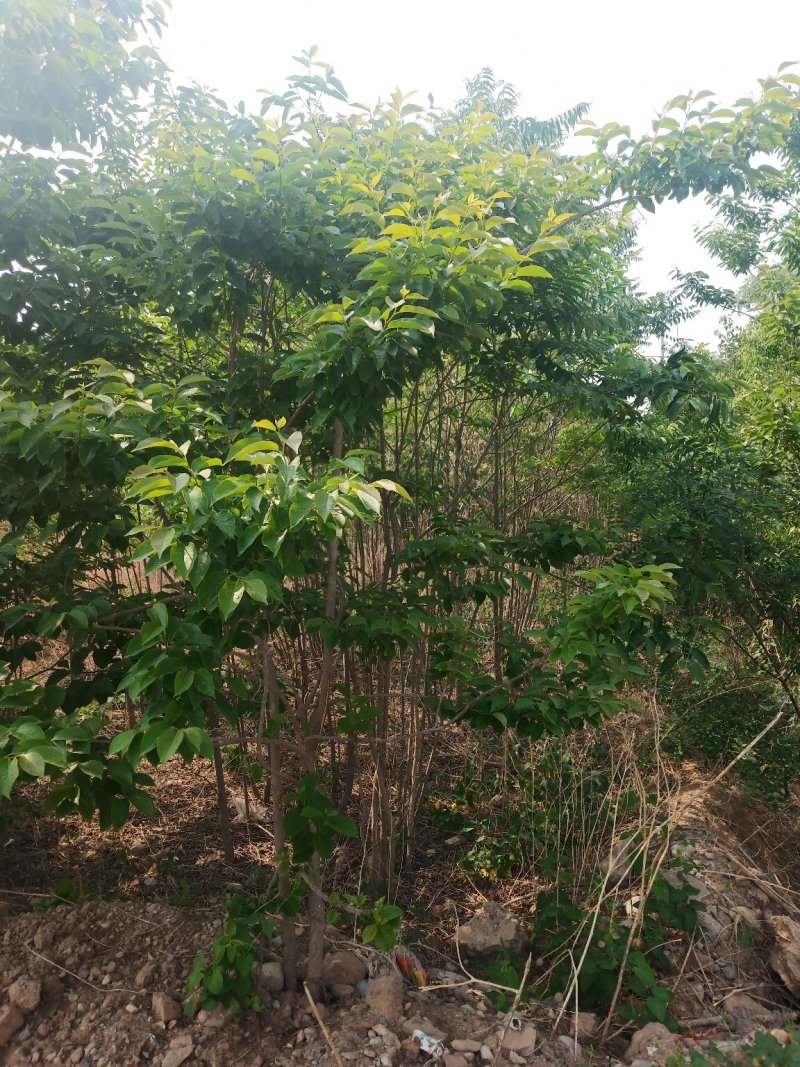 黑枣树黑枣苗各种规格