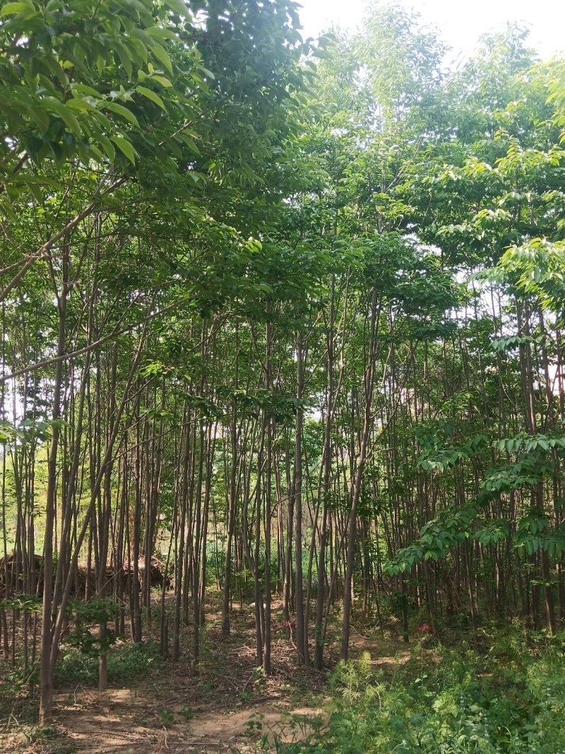 黑枣树黑枣苗各种规格