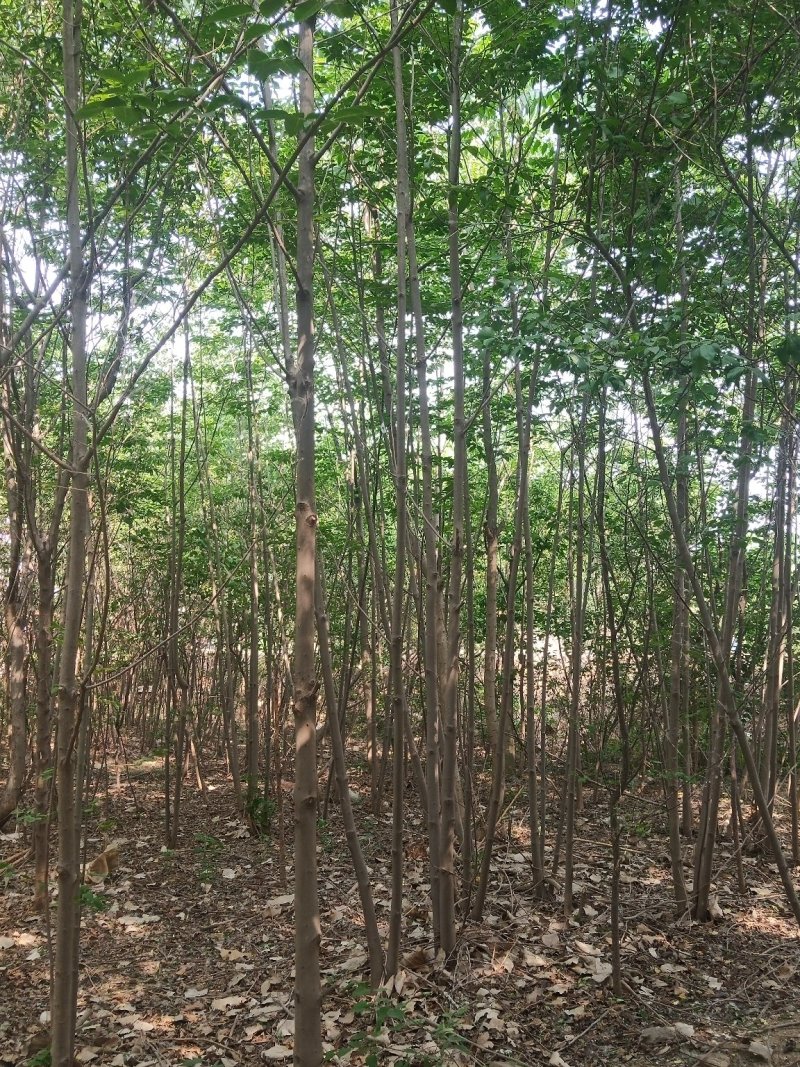 黑枣树黑枣苗各种规格