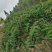 玉竹玉竹种植简单2年一收（湖南邵阳隆回全国包邮