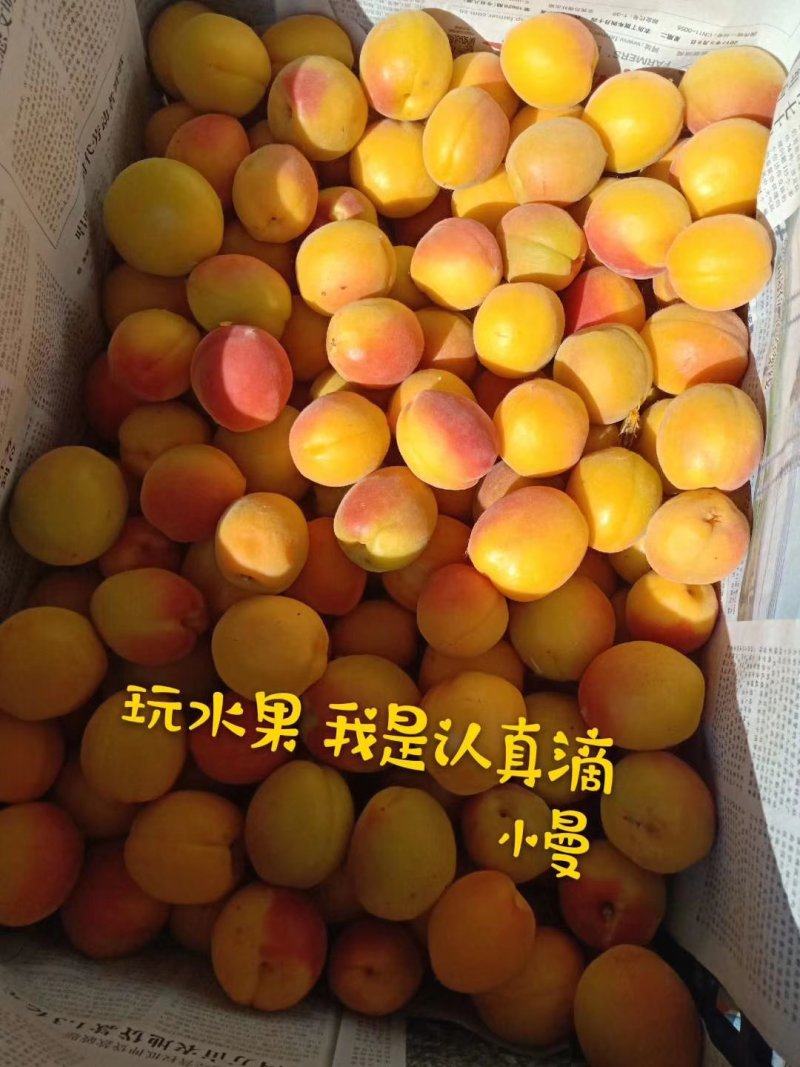 金太阳黄杏