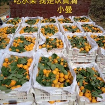 金太阳黄杏