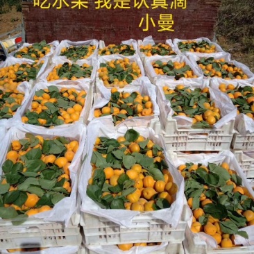 金太阳黄杏