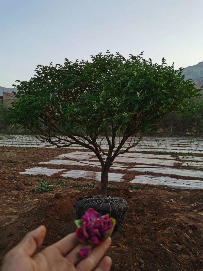 红花千层独杆丛生牡丹