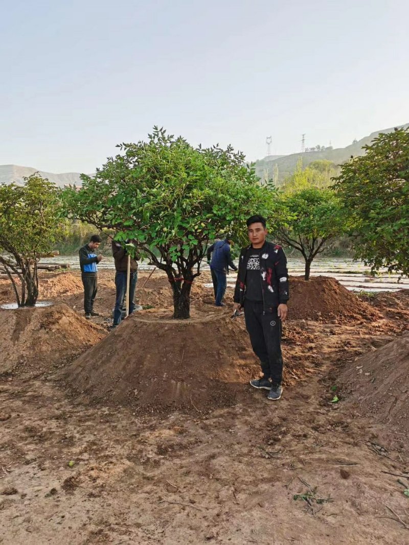 红花千层独杆丛生牡丹