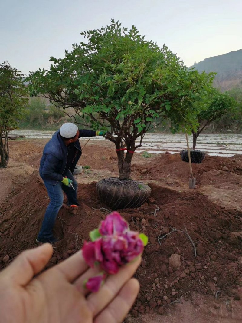 红花千层独杆丛生牡丹