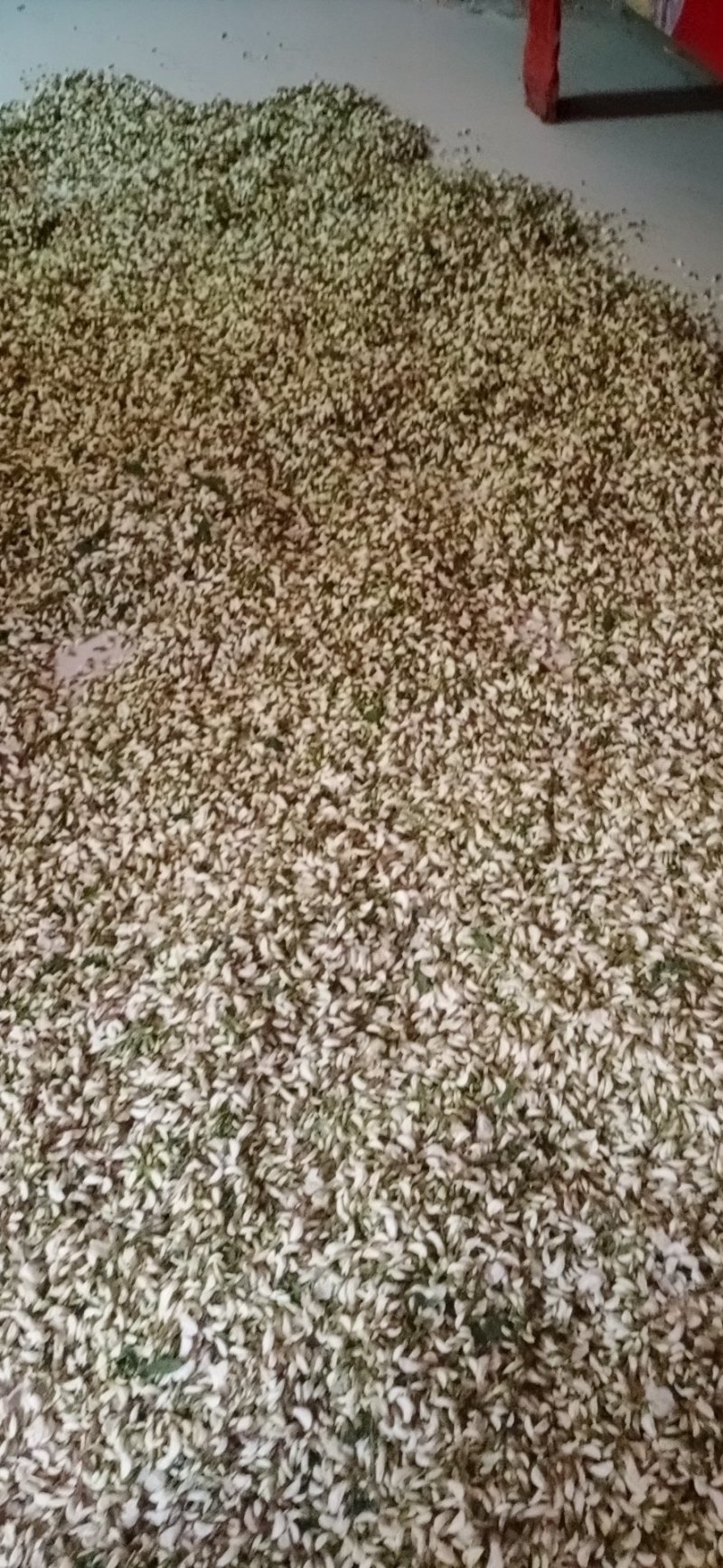 洋槐花