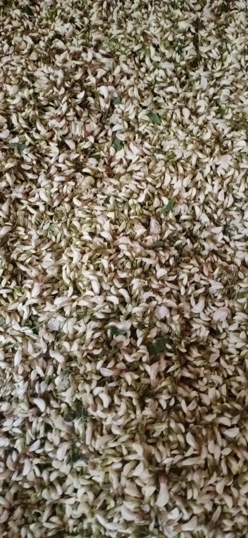 洋槐花