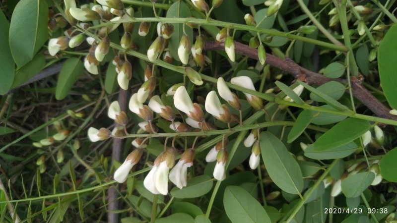 土蜂蜜。