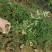 金樱子苗