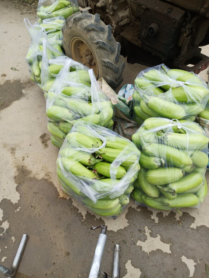 河南南阳青皮茄子大量上市产地直供，货源充足可供天天发货