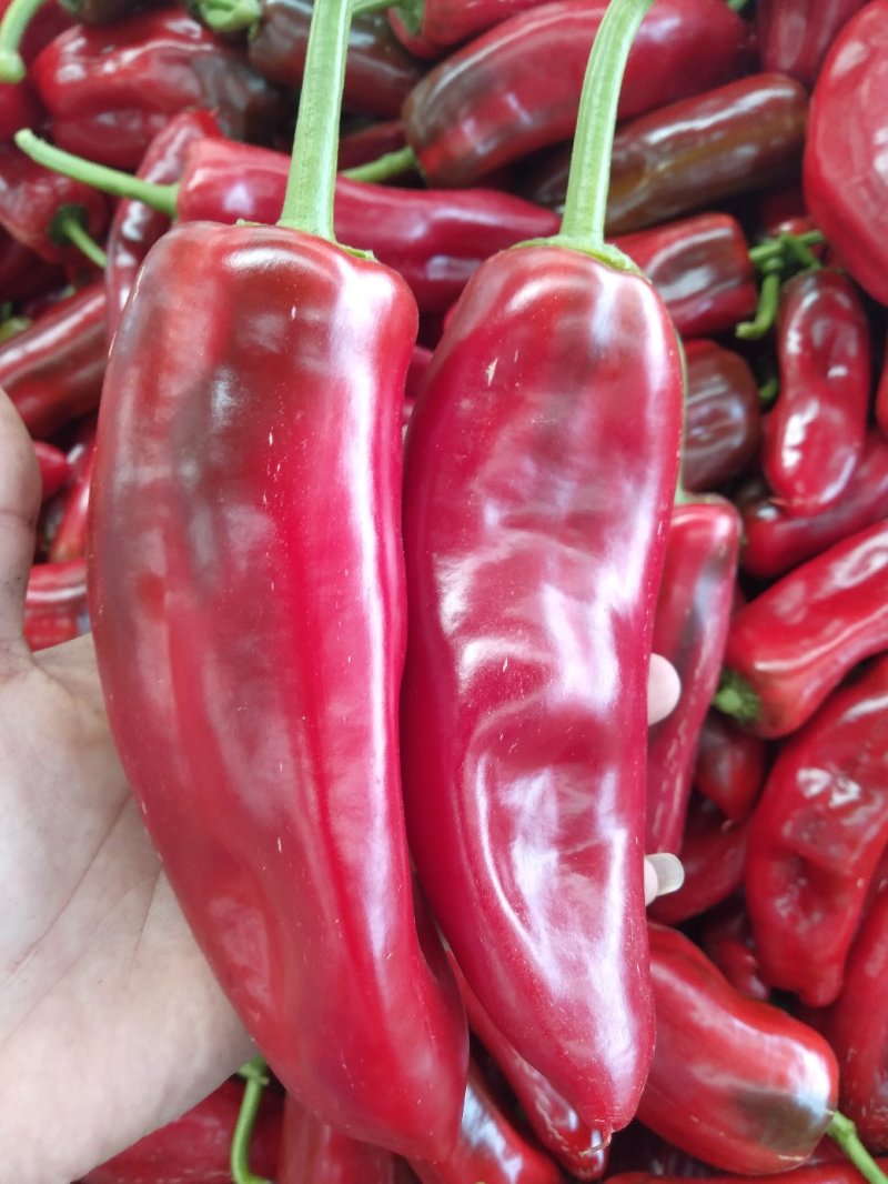 精品红泡椒，泡椒，鲜辣椒。有量，产地直发。