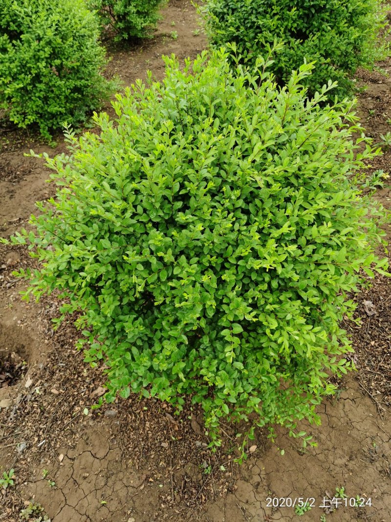 小叶女贞工程绿篱用苗小叶女贞球水蜡新疆宁夏用苗
