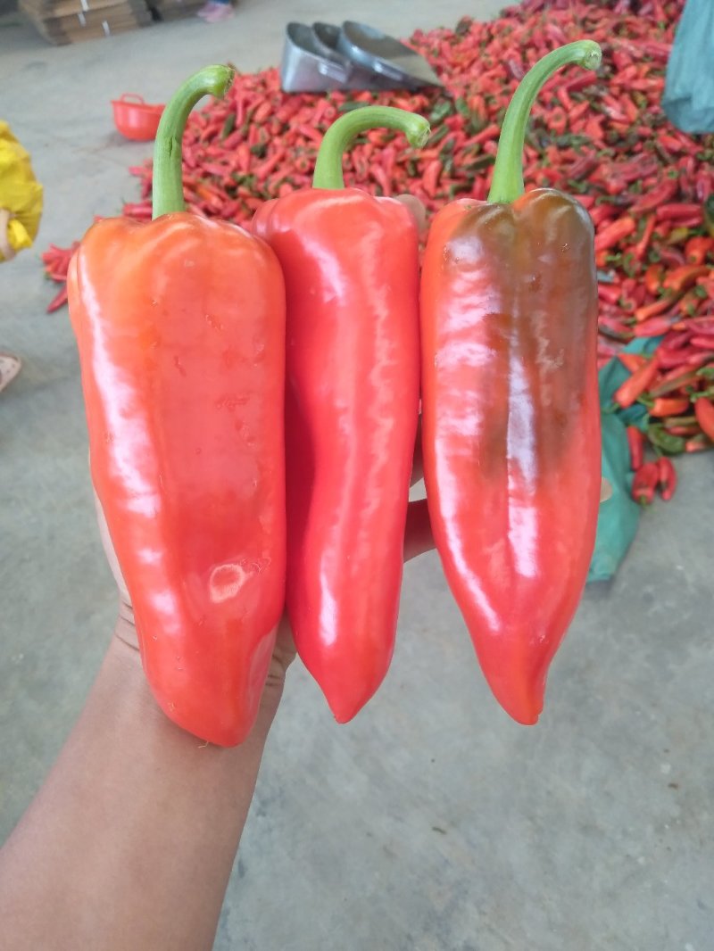 精品红泡椒，泡椒，鲜辣椒。有量，产地直发。